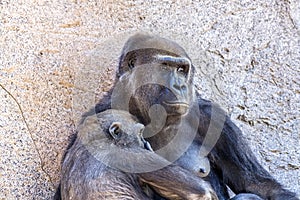 Authoritative Mother Gorilla and offspring photo