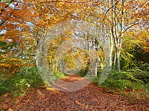 Authum forest in Harderbos Netherlands