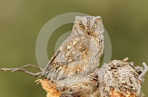 Autillo observes camouflaged from his innkeeper