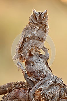Autillo observes camouflaged from his innkeeper photo