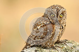 Autillo perches on a stone in the field