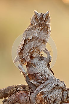 Autillo perches on a stone in the field