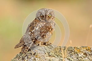 Autillo perches on a stone in the field