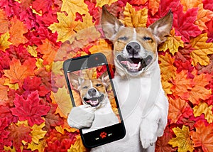 Autmn fall leaves dog selfie