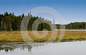 Autmn image of Acadia National Park in New England