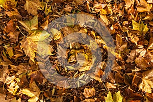 Autmn leaves creating texture on the ground