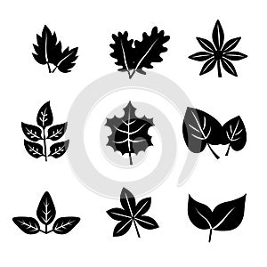 Autmn leaves logo iocn vector black silhouette photo