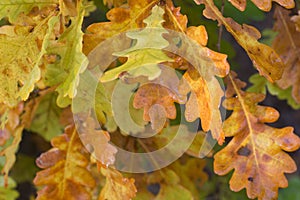 Autmn oak orange leaves selective focus