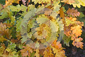 Autmn oak orange leaves selective focus