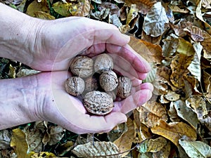 Autmn in village, gathering valnuts