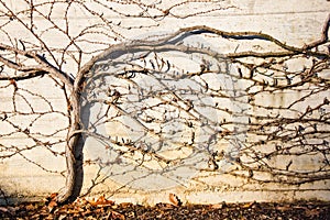 Autmunal grape in the wall