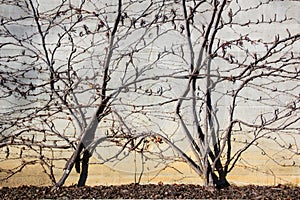 Autmunal grape in the wall