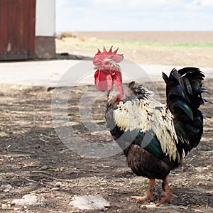 Autochthonous Banat naked neck rooster is walking through a farmyard.