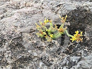 Autochthonous mediterranean vegetation with yellow flowers growing between rocks