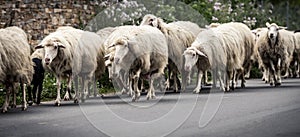 Autochthonous sheep with cowbell, Sardinia, Italy