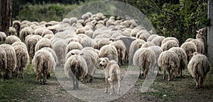 Autochthonous sheep with cowbell, Sardinia, Italy