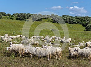 Autochthonous sheep with cowbell, Sardinia, Italy