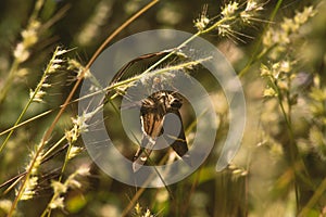 Autochton Cellus Butterfly Macro Photography photo