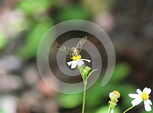 A little skipper butterfly is a helpful pollinator photo