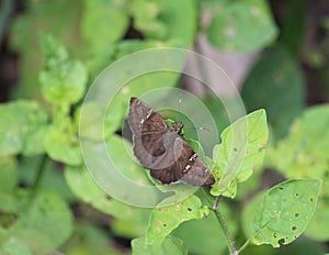 Autochton potrillo butterfly on a leaf