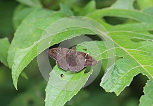 A potrillo skipper butterfly on a leaf photo