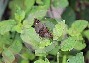 A Potrillo Skipper dorsal view photo