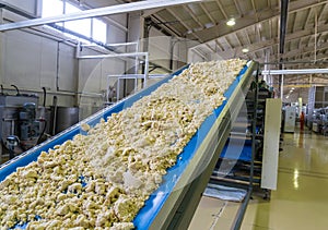 Automated biscuit cookies production processing plant conveyor. Conveyor belt transfers or moving the dough
