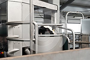 Automated cow milking