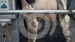 Automated cow milking process on robotic ranch with mechanical device closeup.