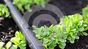 automated drip irrigation system is installed to water the lettuce plants. Close-up of drops flowing into the soil of