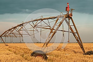 Automated farming irrigation machinery with sprinklers in barley field
