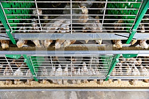 Automated feeding chickens in cage systems within close housing environments