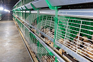 Automated feeding chickens in cage systems within close housing environments