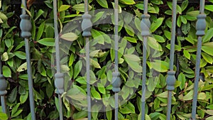 Automated gate system. Hedge background. Green fence or boundary formed by closely growing bushes or shrubs. Closing