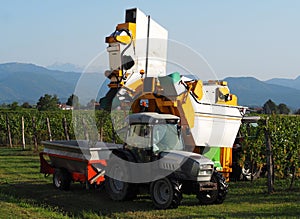 An automated grape harvester machine pours the grapes collected on the trailer of a tractor.