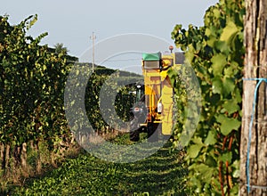 Automated grape harvester machine at work among the vineyards a september morning