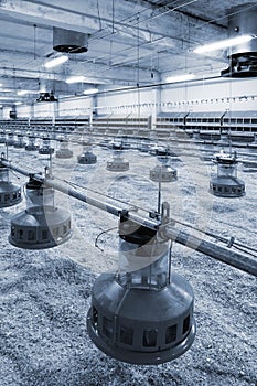 Automated integrated poultry farm