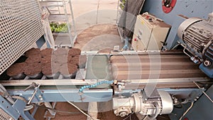 Automated line in the greenhouse for growing flowers. Automated line at the flower growing factory. Modern greenhouse