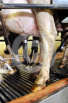 Automated milking in a dairy