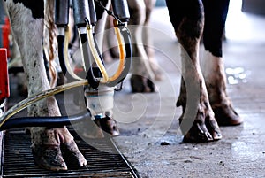 Automated milking - horizontal