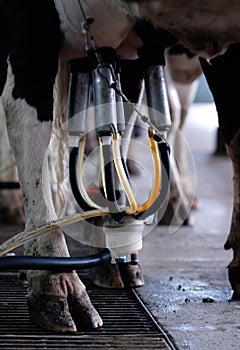 Automated milking - vertical photo