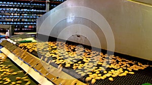 Automated production line of salt cracker cookies. Cookies on conveyor belt