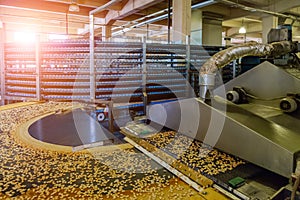 Automated production line of small salt cracker cookies. Oven and conveyor line machine