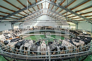 Automated rotary cow milking machine equipment on dairy farm. Many black and white cows on modern industrial round camp