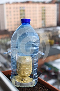 Automatic bird feeder made from reused plastic bottles on urban backdrop. Grains are pours itself. Wild birds care.