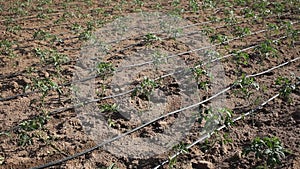 Automatic drip irrigation system for tomato seedlings in a summer field