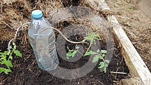 automatic drip irrigation on tomato crop in the vegetable garden with a recycled plastic bottle