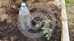 automatic drip irrigation on tomato crop in the vegetable garden with a recycled plastic bottle