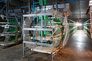 Automatic feeding and water in pullets farm. Poultry Farm Cages