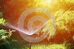 Automatic garden lawn sprinkler in action, water splashes, watering grass.